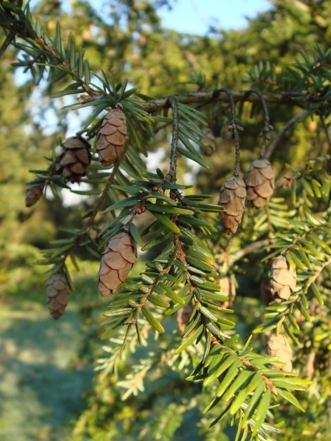 Tsuga canadensis 'Pendula' cone